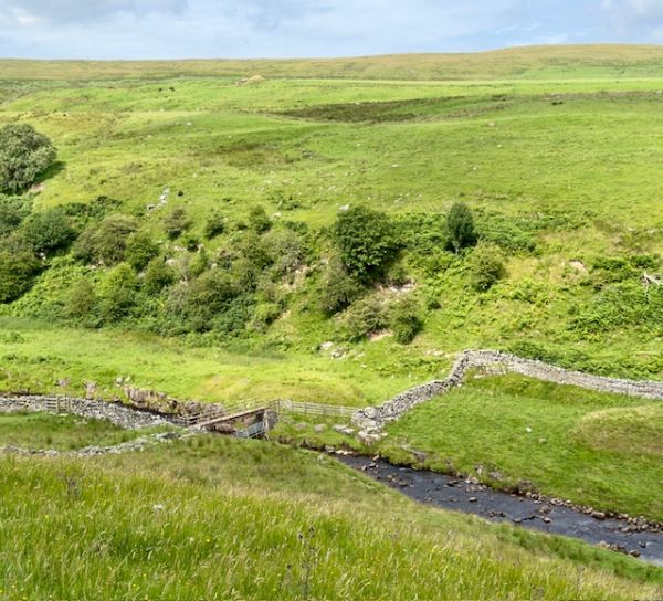 Isaac Tea Trail